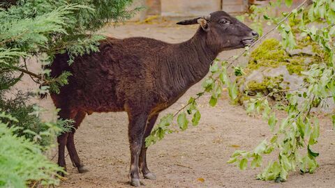 Vignette du programme télé Des zoos nouvelle génération