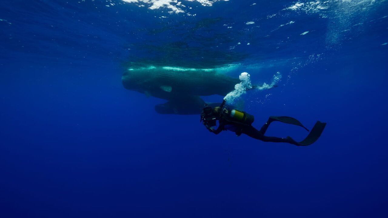 Vignette du programme télé A la rencontre des baleines avec Steve Backshall