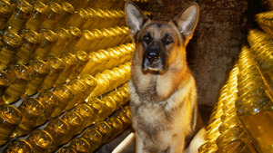Vignette du programme télé Rex, chien flic (Meurtre à la carte) S3 (11/12)