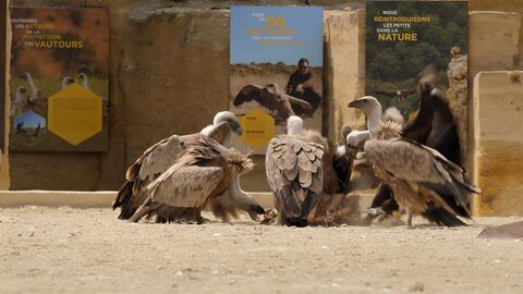 Vignette du programme télé Zoo : le défi de demain