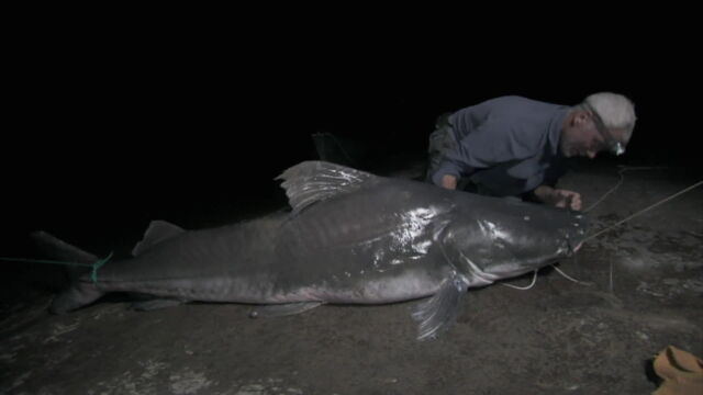 Vignette du programme télé River Monsters