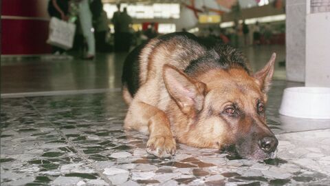 Vignette du programme télé Rex, chien flic