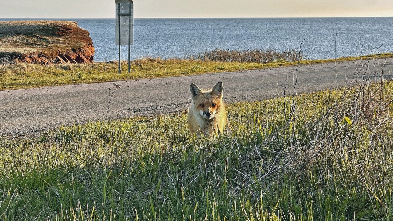 Vignette du programme télé Québec, les îles de la Madeleine : Entre terre et mer