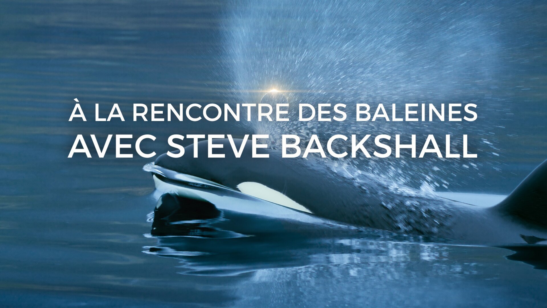 Vignette du programme télé A la rencontre des baleines avec Steve Backshall