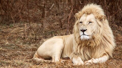 Vignette du programme télé Une saison au zoo