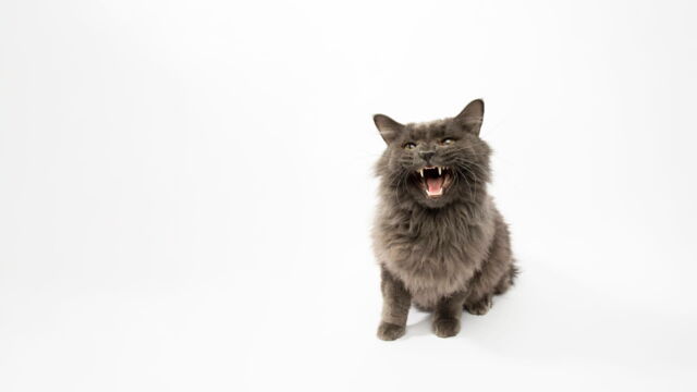 Vignette du programme télé Hell's Cats