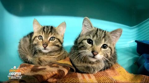 Vignette du programme télé Animaux à adopter : nouvelle famille pour une nouvelle vie