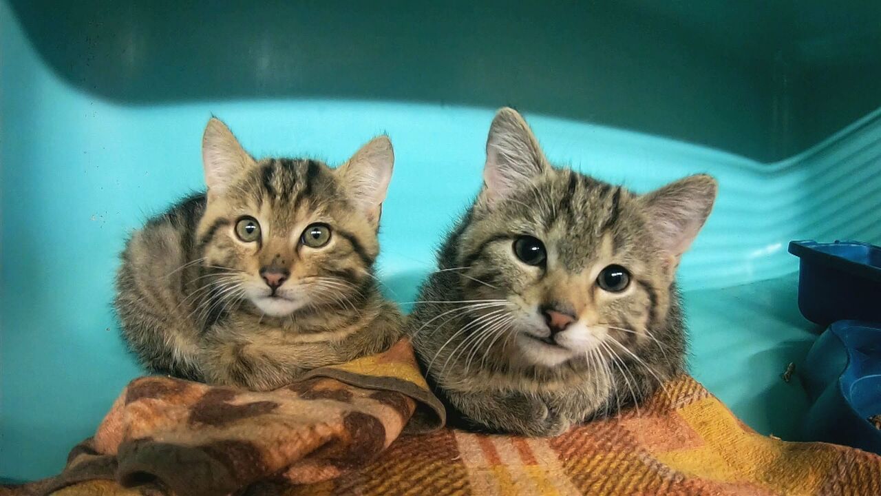 Vignette du programme télé Animaux à adopter : nouvelle famille pour une nouvelle vie