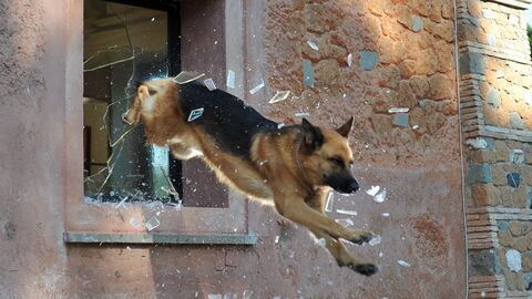 Vignette du programme télé Rex, chien flic