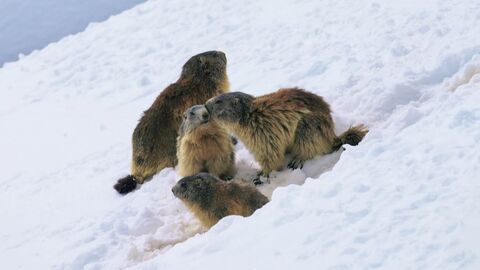 Vignette du programme télé Marmottes, la guerre des clans