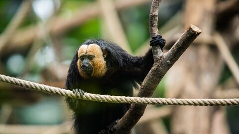 Vignette du programme télé Une saison au zoo