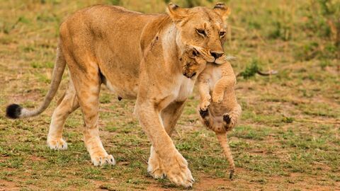 Vignette du programme télé Quand les hyènes défient les lions