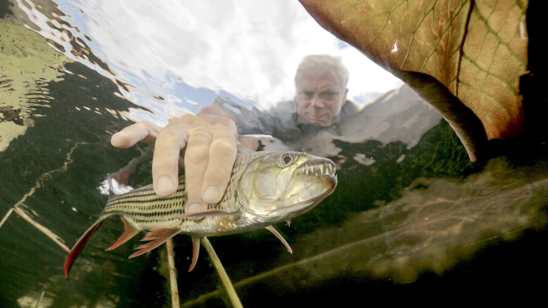 Vignette du programme télé River Monsters