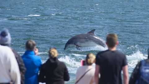 Vignette du programme télé A la rencontre des baleines avec Steve Backshall
