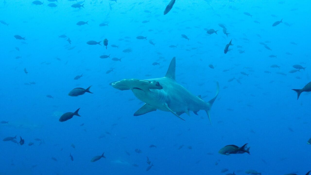 Vignette du programme télé La vie cachée des requins : Dans le sanctuaire des îles Galápagos