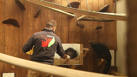 Vignette du programme télé 100 jours avec les animaux de Cerza, le plus grand zoo de Normandie