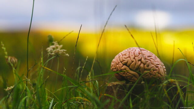 Vignette du programme télé Climat : mon cerveau fait l'autruche