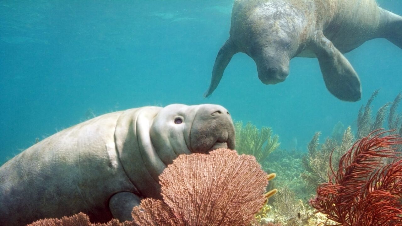 Vignette du programme télé Caméras espions au coeur des océans