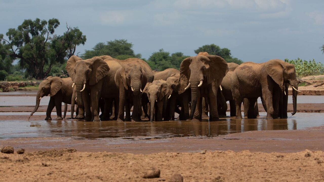 Vignette du programme télé Kenya : au rythme des pluies