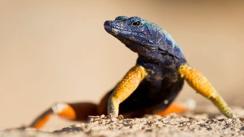 Vignette du programme télé La vie en couleurs avec David Attenborough