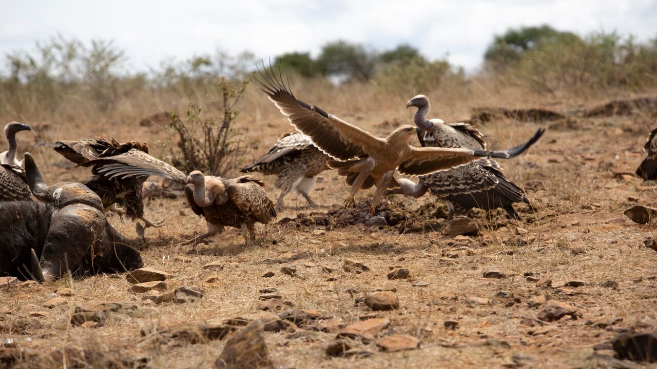 Vignette du programme télé Kenya : au rythme des pluies