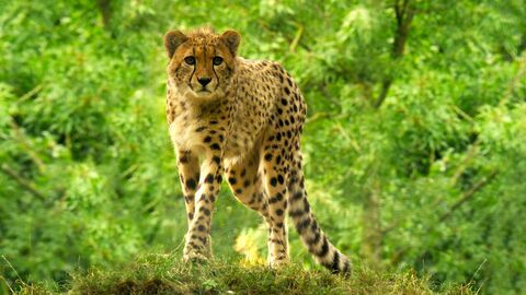 Vignette du programme télé Des zoos nouvelle génération