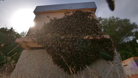 Vignette du programme télé Les abeilles, sentinelles de la planète