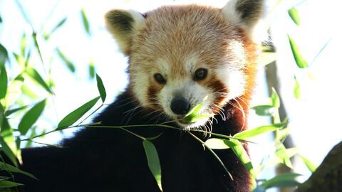 Vignette du programme télé Une saison au zoo