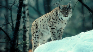 Vignette du programme télé La forêt des lynx