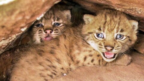 Vignette du programme télé La forêt des lynx