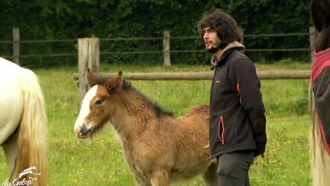 Vignette du programme télé Au galop !