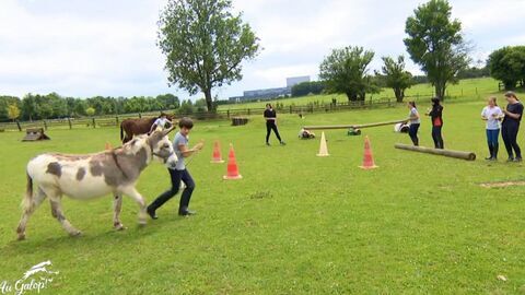 Vignette du programme télé Au galop !