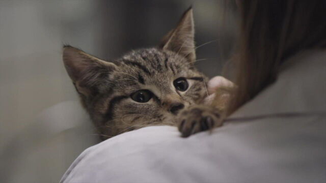 Vignette du programme télé Chiens et chats sans collier