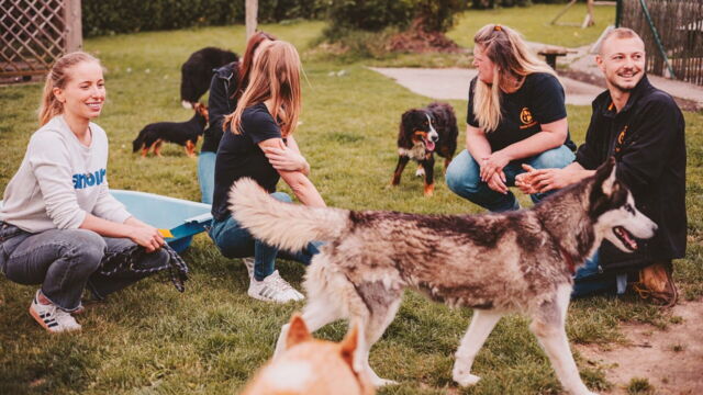 Vignette du programme télé Chiens et chats sans collier