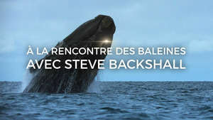Vignette du programme télé A la rencontre des baleines avec Steve Backshall (Les nomades des océans) S1 (3/4)