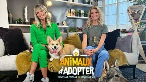 Vignette du programme télé Animaux à adopter : nouvelle famille pour une nouvelle vie