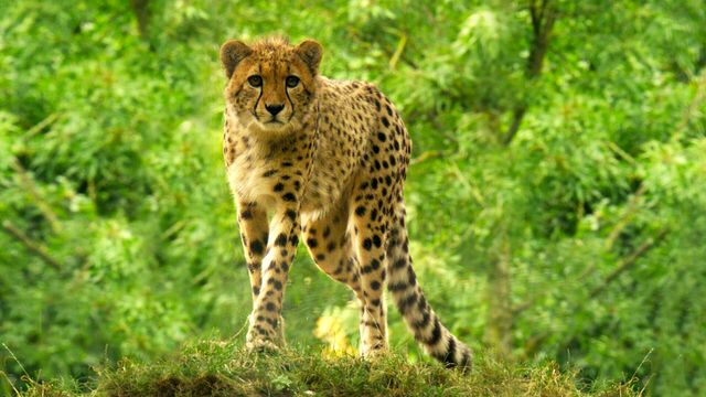 Vignette du programme télé Des zoos nouvelle génération