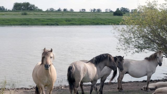 Vignette du programme télé L'Elbe vue du ciel