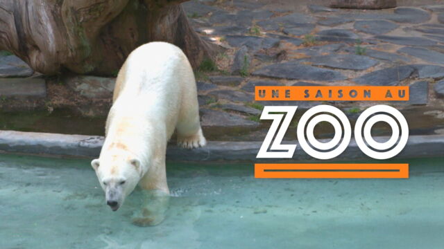 Vignette du programme télé Une saison au zoo