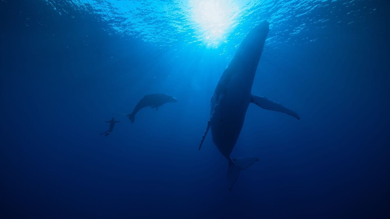Vignette du programme télé A la rencontre des baleines avec Steve Backshall