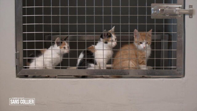 Vignette du programme télé Chiens et chats sans collier