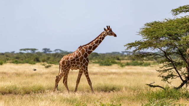 Vignette du programme télé Une saison au zoo
