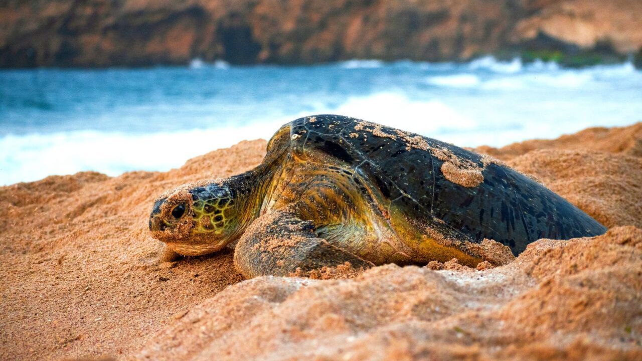 Vignette du programme télé Oman sauvage : Léopards et tortues marines