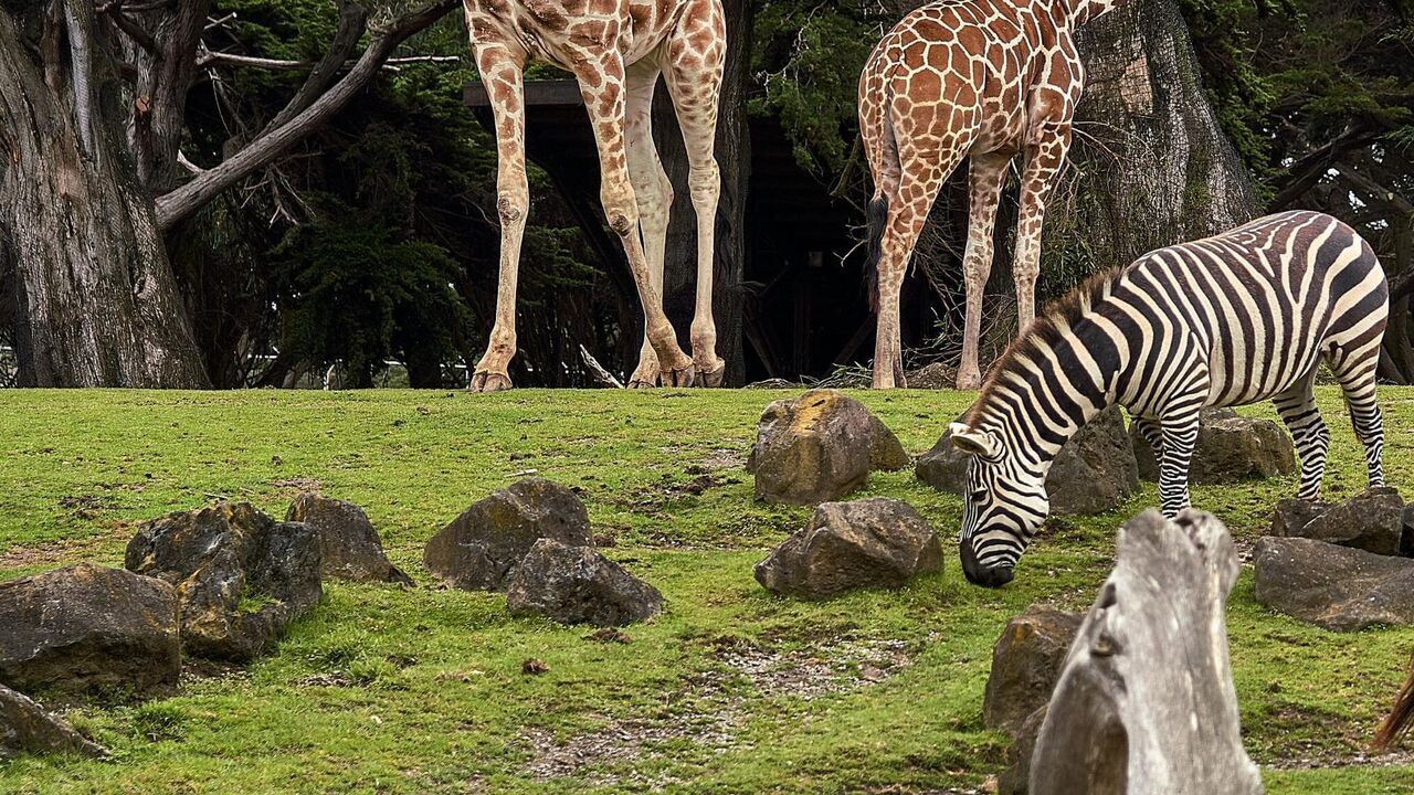 Vignette du programme télé Le PAL : au coeur du zoo le plus insolite de France