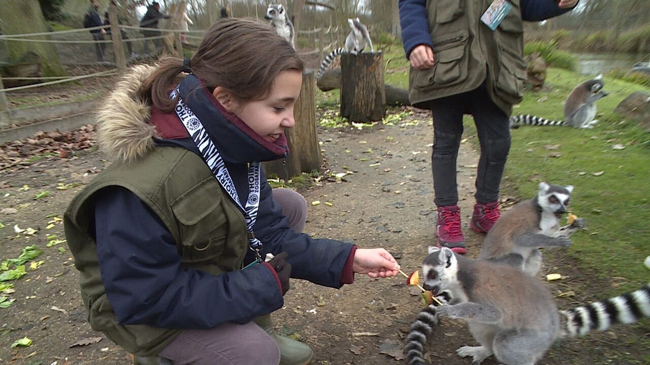 Vignette du programme télé 100 jours avec les animaux du zoo
