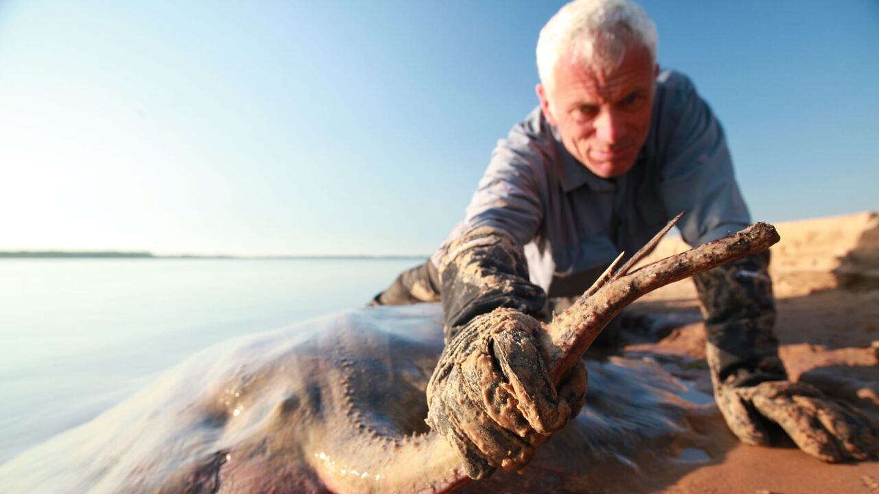 Vignette du programme télé River Monsters