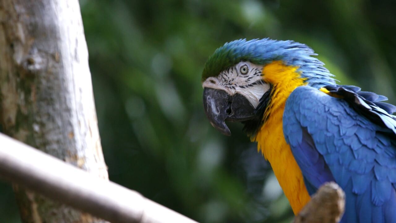 Vignette du programme télé Une saison au zoo