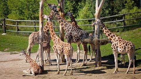 Vignette du programme télé Une saison au zoo