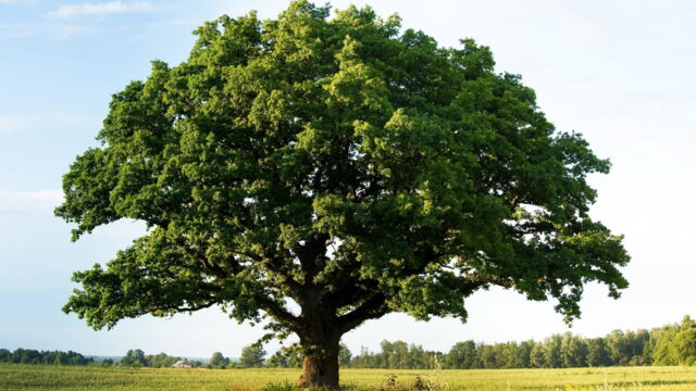 Vignette du programme télé La civilisation des arbres