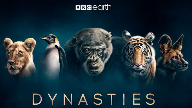 Vignette du programme télé Dynasties animales